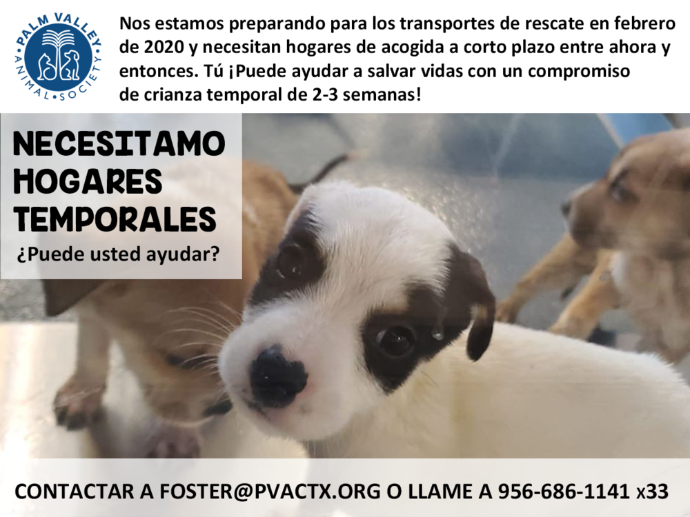 Fosters Needed SPA 011720.png